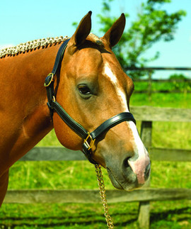 Perri's Padded Leather Halter w/ Color Trim- Horse Tack