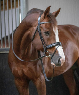 Penelope Daily Snaffle Bridle BLACK side