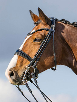 Passier Highscore Double Bridle ON HORSE