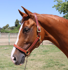 Mary's British Leather Halter CHESTNUT on horse