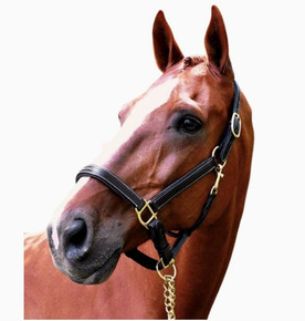 Black Oak Willow Halter