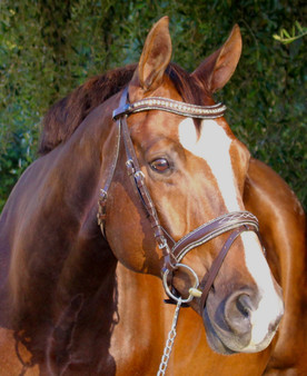 Halter Ego Crystal Jumper Bridle with flash