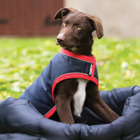 Rambo Waterproof Dog Coat