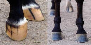 Let's Talk About Hoof Conditioners