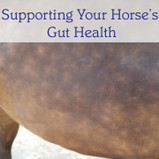 Supporting Your Horse's Gut Health