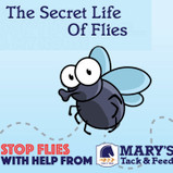 The Secret Life of Flies