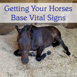 Getting Your Horse's Base Vital Signs