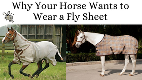 Why Your Horse Wants to Wear a Fly Sheet