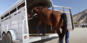 Preparing an Equine Emergency Evacuation Plan