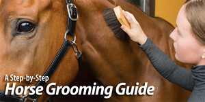 A Step-by-Step Horse Grooming Guide