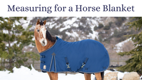 How to Measure Your Horse for a Winter Blanket