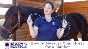 How to Measure a Horse for a Blanket