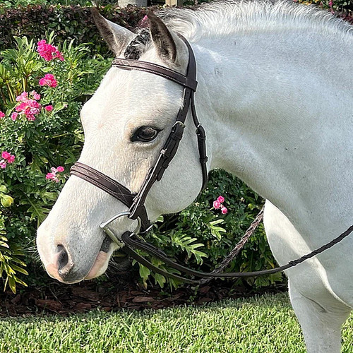 Belle & Bow Sugarbrook Bridle ON PONY