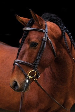 https://d3d71ba2asa5oz.cloudfront.net/12002466/images/amigo-deluxe-bridle-with-flash-25__30093.jpg