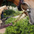 Nunn Finer Newmarket Shank Lead
havana brass detail