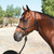 Professional's Choice Clinician Halter with 15 foot lead