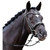 Passier Neptune Rolled Snaffle Bridle on horse