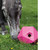 Shires Ball Feeder IN USE