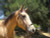 https://d3d71ba2asa5oz.cloudfront.net/12002466/images/mikmar-feather-bit-on-horse__17766.jpg