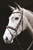 Collegiate Wide Raised Monocrown Bridle with Flash