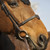 In Horse We Trust Bridle Evolution Noseband on Horse