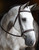 Red Barn Indio Bridle Angle view on grey horse