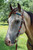 Circle Y Vibrant Infinity Beaded Browband Headstall on horse