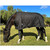 Terminator II Euro Cut Medium Blanket 180g black side