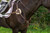 Henri de Rivel Pro 5-Point Elastic Breastplate on horse