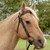 Circle Y Bluestem QC Brow Headstall on horse