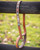 Penelope Pearl Leather Dog Leash COGNAC full length