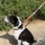 Penelope Pearl Leather Dog Leash COGNAC DOG