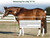 Big D Measuring Guide