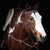 Weaver Texas Gold Star Breast Collar