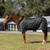 Equinavia Luksus Premium Stable Blanket LIFESTYLE
