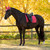 LeMieux Loire Classic Dressage Square Pad CRANBERRY LIFESTYLE