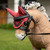 LeMieux Toy Pony Fly Hood CRANBERRY LIFESTYLE