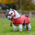 LeMieux Toy Pony Show Rug CRANBERRY LIFESTYLE