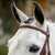 Horseware Hunter Cavesson Bridle BROW