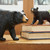 Breyer Black Bear and Cub Set LIFESTYLE