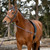 Horze Lunging Aid ON HORSE