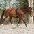 Horze Lunging Aid ON HORSE IN USE