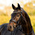Lumiere Pippa Bridle BLACK FRONT