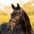 Lumiere Pippa Bridle BROWN FRONT