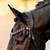 Lumiere Pippa Bridle BROWN CROWN, BROW