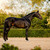 Lumiere Pippa Bridle BLACK LIFESTYLE