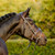 Lumiere Pippa Bridle BROWN SIDE