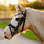 Lumi Pony Unicorn Bridle SIDE