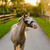 Lumi Pony Unicorn Bridle LIFESTYLE CUTE