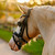 Lumi Pony Unicorn Bridle BACK